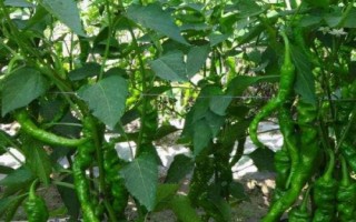 辣椒不長(zhǎng)芽的原因及解決方法，種子質(zhì)量不高、土壤板結(jié)等都會(huì)導(dǎo)致