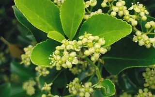冬青衛(wèi)矛簡介，是常見的庭園觀賞樹種