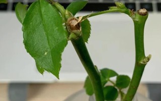 水培玫瑰花如何避免枯萎，要養(yǎng)在干燥、涼爽、通風(fēng)處
