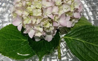 如何讓繡球花多開花，將溫度保持在20℃可促進花朵開放