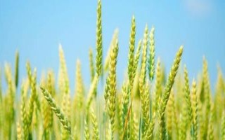 安科1801小麥品種簡介，適宜播種期10月上中旬