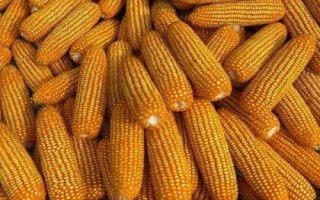 谷神玉3號玉米種子特征特性，生育期129.0天