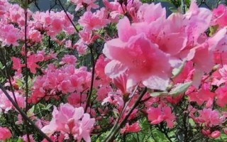 杜鵑花有毒嗎，有一定毒性