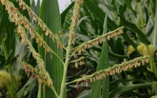 吉農(nóng)大603玉米種簡(jiǎn)介，中抗莖腐病