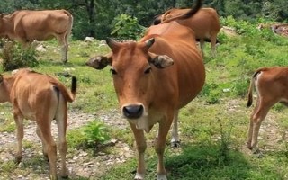 牛的四個胃分別是什么，分別為瘤胃、網(wǎng)胃、重瓣胃和皺胃