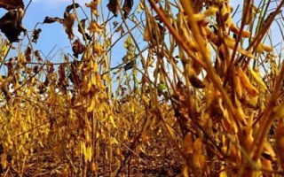 汾黑1號大豆種子特點，適宜播期4月下旬至5月上旬