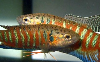 菩薩魚怎么區(qū)分公母，體型、體色和腹部等均不同