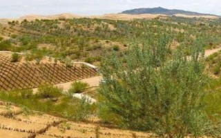 土地沙漠化如何防治，可防風(fēng)固沙、植物治理等