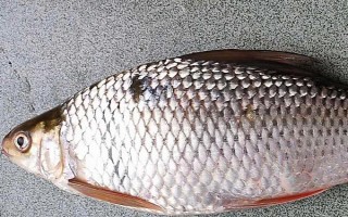 鯪魚簡(jiǎn)介，是常見(jiàn)的中下層淡水魚類