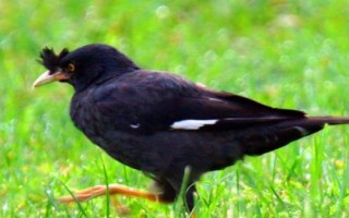 八哥鳥的飼養(yǎng)方法，選擇易馴的頭窩幼鳥為佳
