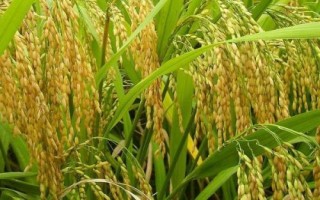 耘兩優(yōu)966水稻種子簡介，及時防治相關(guān)病蟲害