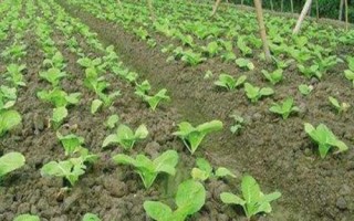 大白菜苗期病害與防治，常見(jiàn)病害有霜霉病、軟腐病、黑斑病