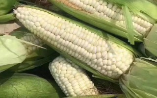 奧邦A(yù)6玉米種子特征特性，4月下旬至5月上旬播種