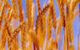 中麥30小麥品種的特性，適宜播期10月5－15日