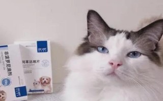 貓吃驅(qū)蟲藥吐了怎么辦，需再服用一次驅(qū)蟲藥