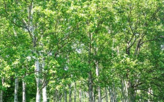 現在種植什么樹能賺錢，可種植彩葉樹種、喬木類等