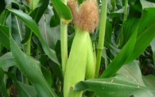 MY73玉米種子特點(diǎn)，5月下旬至6月中旬播種