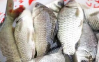 海夕魚(yú)鉤簡(jiǎn)介，是黑坑或競(jìng)技釣常用的鉤型