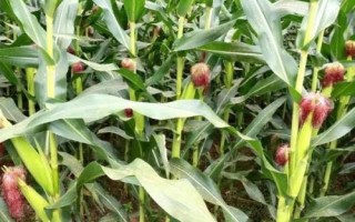 奉甜糯18玉米種子簡介，適宜播期4月下旬至5月上旬