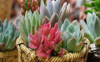 養(yǎng)殖落日之雁的方法，春秋季節(jié)可提供全日照