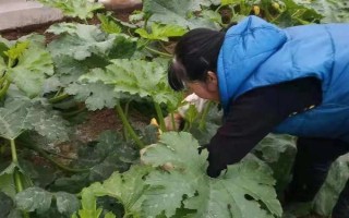 大棚西葫蘆化瓜是什么原因，可能是授粉不良所致