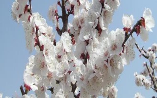 杏花開放的節(jié)氣，最早開放節(jié)氣為雨水