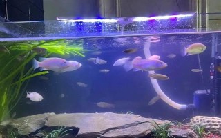 斗魚燒尾的原因，可能是水質(zhì)太差或細菌感染所致