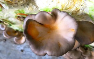 平菇銹斑病怎么防治，需通風降濕、噴施石灰水或漂白粉溶液