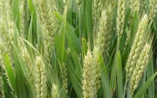 徐麥919小麥種子介紹，適宜播種期10月上中旬