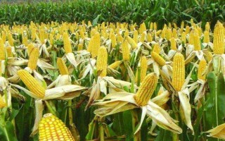 聯(lián)達(dá)288玉米品種簡介，適宜密度為4000株/畝