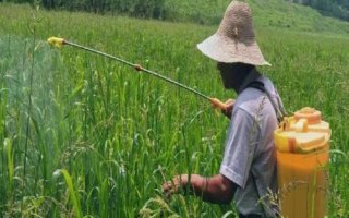變異稗草用什么除草劑，可選異丙甲草胺、丁草胺、乙草胺等