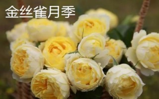 花開(kāi)的多又抗病的月季品種有哪些，黃從容和夢(mèng)光環(huán)選的較多