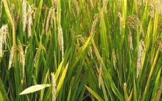 吉優(yōu)華占水稻品種的特性，鄂北5月下旬播種