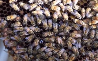 蜜蜂春繁以強補弱的方法，為弱群補充工蜂、從強群中抽調子脾補充到弱群中