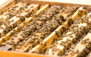 蜜蜂如何養(yǎng)殖，了解蜜蜂的生活習性是前提