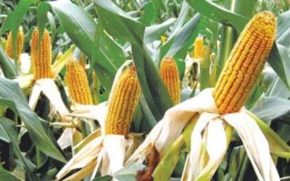 開玉6號玉米種子特征特性，普通組平均生育期102.9天