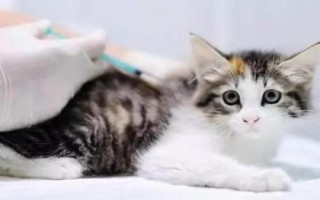 犬貓喉炎的主要表現(xiàn)，以劇烈咳嗽、喉部腫脹等為主要特征
