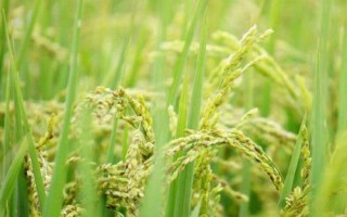花優(yōu)706水稻品種的特性，綜合防治病蟲害