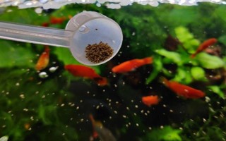 魚能吃什么，不同種類的魚吃的東西不同