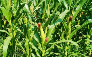 隴單5號玉米品種的特性，中抗絲黑穗病和莖腐病