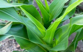 農(nóng)華206玉米種子特征特性，出苗至成熟126天