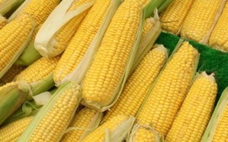 中科玉507玉米種子介紹，4月下旬至5月上旬播種