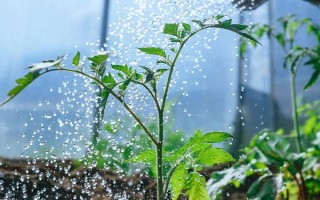 大棚西紅柿怎么澆水，結(jié)果前期每隔7-10天澆一次
