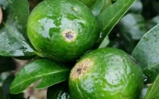 柑橘炭疽病怎么防治，定期噴施苯甲嘧菌酯等藥物