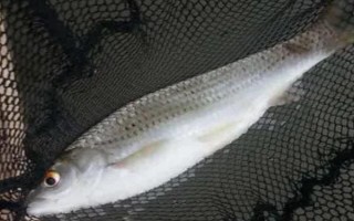 鯪魚有什么食性，屬于雜食性動物、魚苗以浮游動物為食