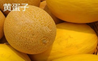 新疆阿勒泰地區(qū)的特產(chǎn)，喀納斯蜜瓜被譽(yù)為“阿山一絕”