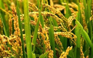 臻兩優(yōu)泰絲水稻種子特征特性，秧田畝播種量10.0千克