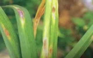 常見(jiàn)的大蒜病蟲(chóng)害，需對(duì)癥下藥