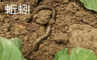 釣黑魚(yú)用什么竿線鉤，可以使用傳統(tǒng)竿、pe線、伊豆鉤等漁具