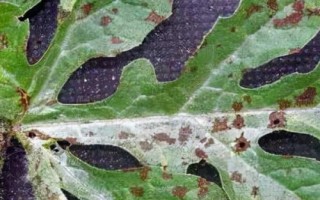 西瓜炭疽病，主要危害葉片、莖蔓、葉柄和果實(shí)